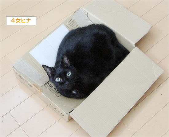 永眠したヒナの誕生日_a0389088_12194090.jpg