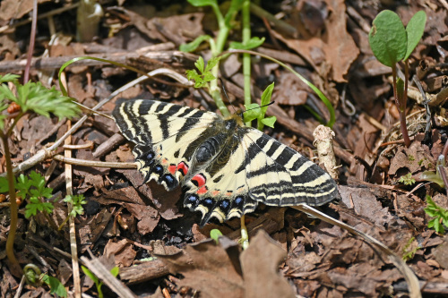 ヒメギフチョウ　　長野に遠征_d0353091_17172622.jpg