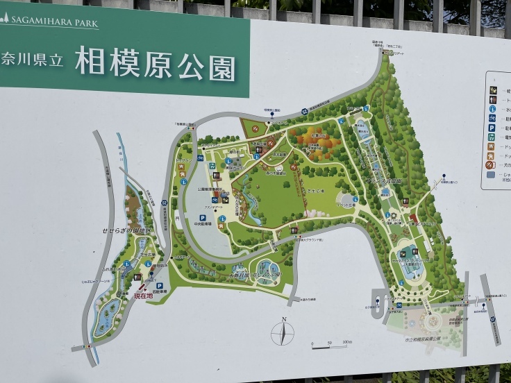 水道みち緑道 ウォーキング(5/4)_c0212604_06401801.jpeg
