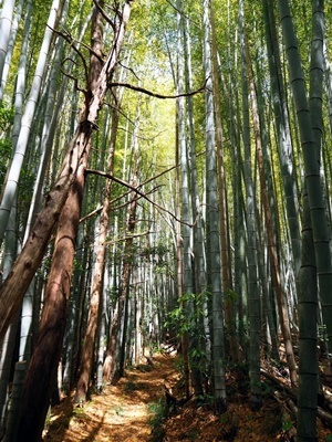 里山ガーデニングコンテスト_f0129726_19135638.jpg