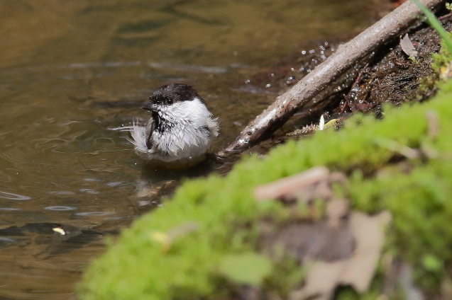 水場のコガラとヒガラ_e0413627_16354118.jpg