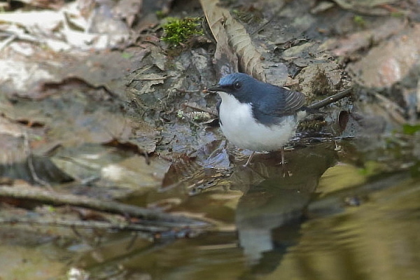 水場のコルリ_e0413627_16425599.jpg