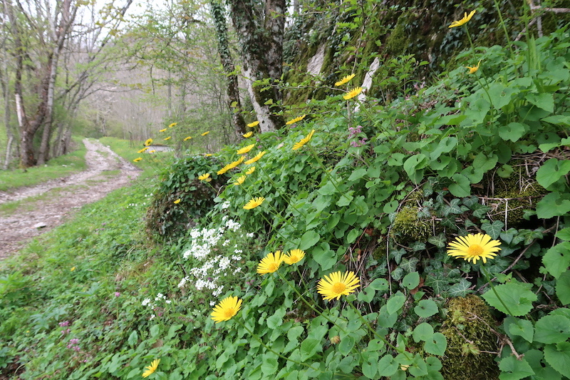 野スミレが今も花盛りラヴェルナの森、トスカーナ_f0234936_07132208.jpg