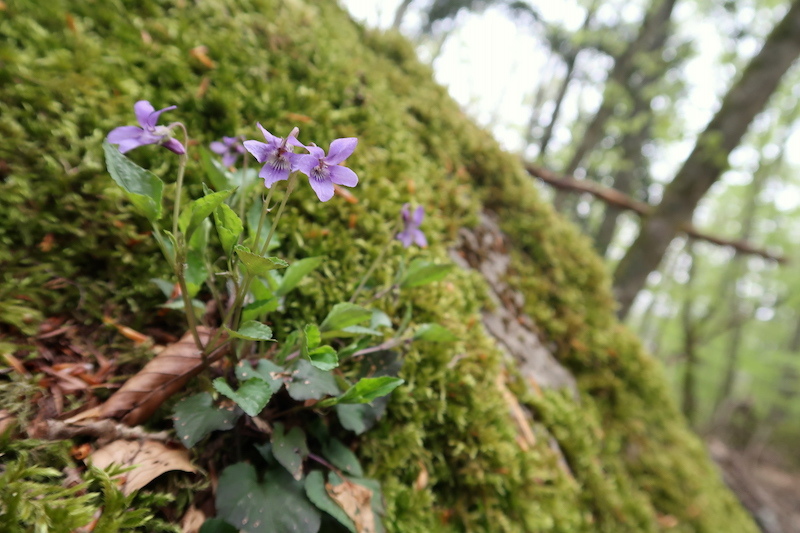 野スミレが今も花盛りラヴェルナの森、トスカーナ_f0234936_07183205.jpg