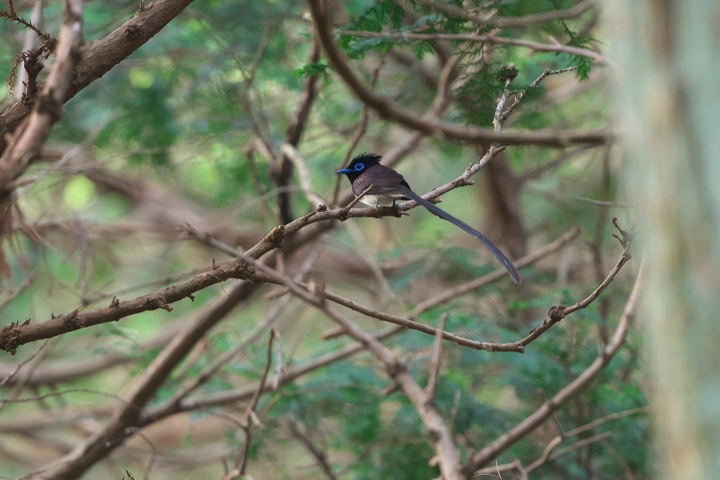 2021-070 今季初撮り　サンコウチョウ_a0385538_16064707.jpg