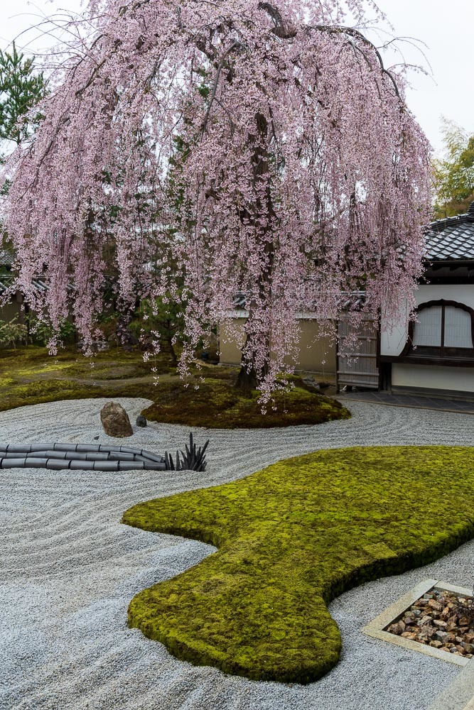 高台寺の枝垂れ桜 : ぴんぼけふぉとぶろぐ2