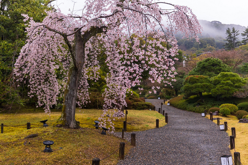 いずみん | 昨日は、新しい紫陽花スポットを見つけました