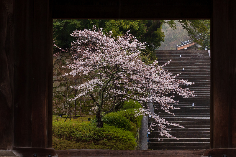 2021桜咲く京都 雨の知恩院・友禅苑にて : 花景色－K.W.C. PhotoBlog