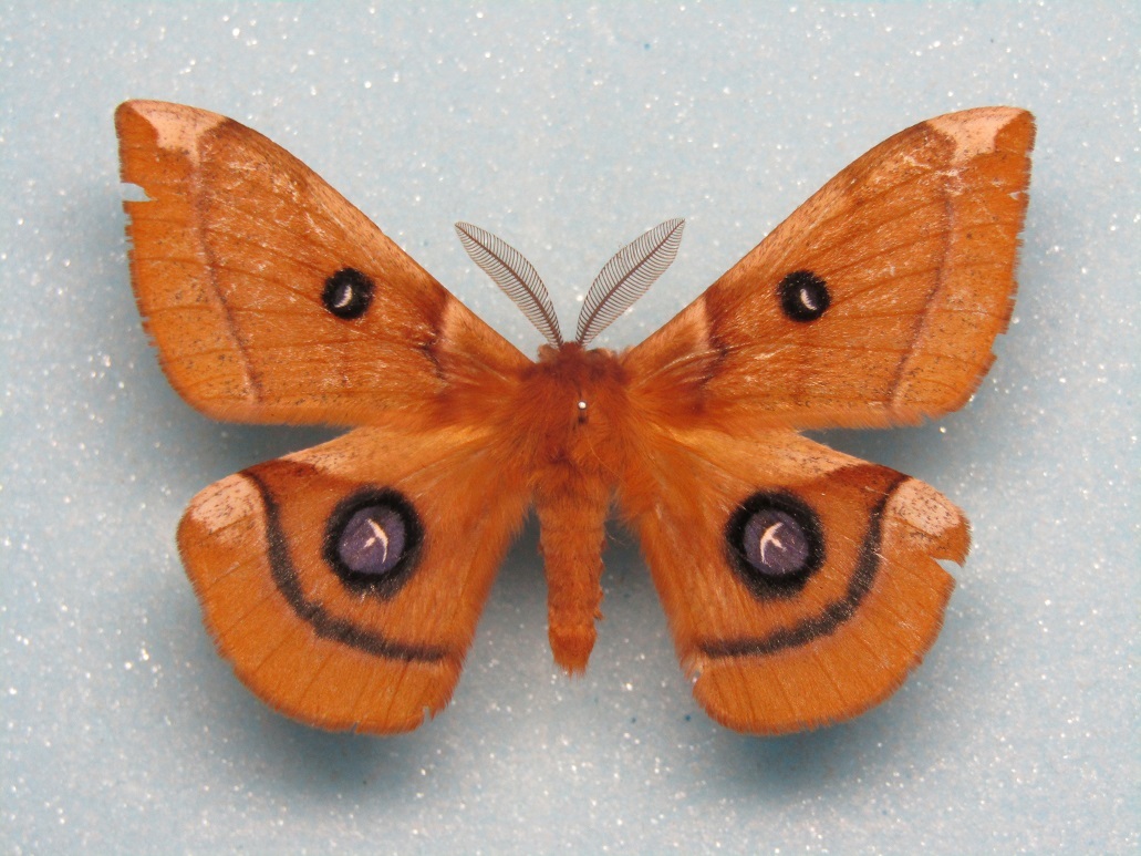 butterfly brings better life butterfly brings better life