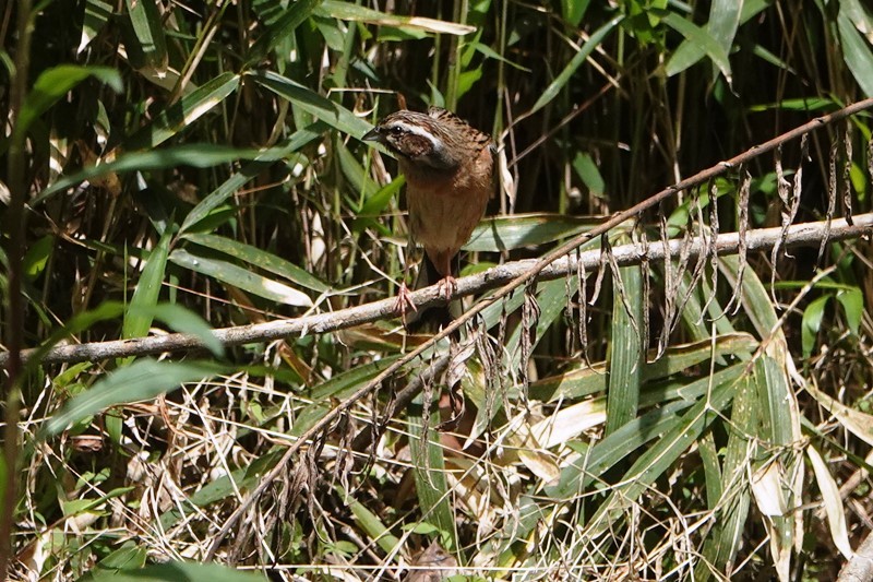 野鳥トレ　261　再度山キビタキ等_b0227552_16284396.jpg