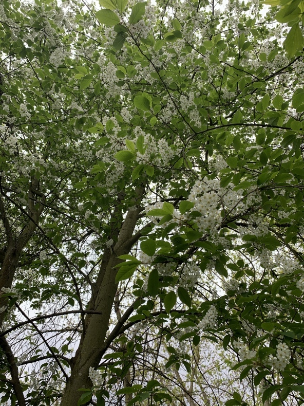 Prunus padus_f0380954_18285062.jpeg