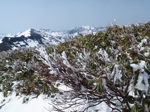 巻機山 新雪と大展望に誘われ牛ヶ岳まで　　2021.５.４（火）_b0335256_15570762.jpg