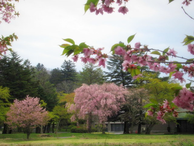 軽井沢の桜・2021 ＊ GW最終日の桜と萌えはじめた新緑♪_f0236260_02474406.jpg