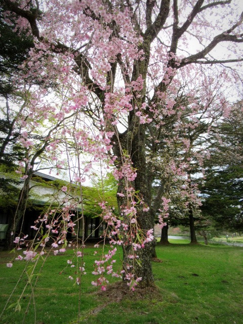 軽井沢の桜・2021 ＊ GW最終日の桜と萌えはじめた新緑♪_f0236260_03021213.jpg