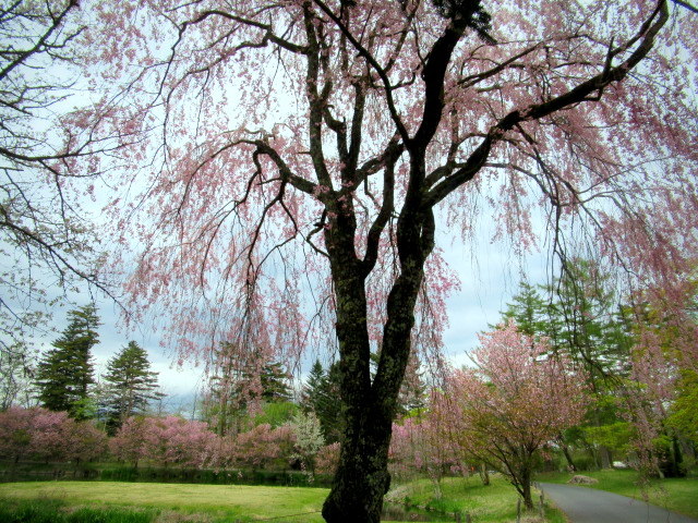 軽井沢の桜・2021 ＊ GW最終日の桜と萌えはじめた新緑♪_f0236260_03072607.jpg