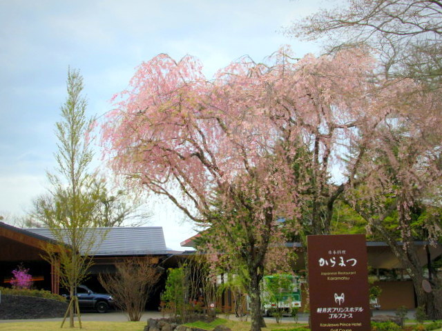 軽井沢の桜・2021 ＊ GW最終日の桜と萌えはじめた新緑♪_f0236260_03162833.jpg