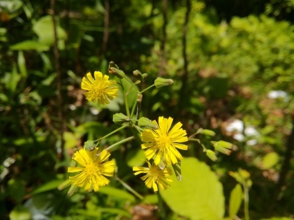 花と出会う…_b0368362_04013875.jpg