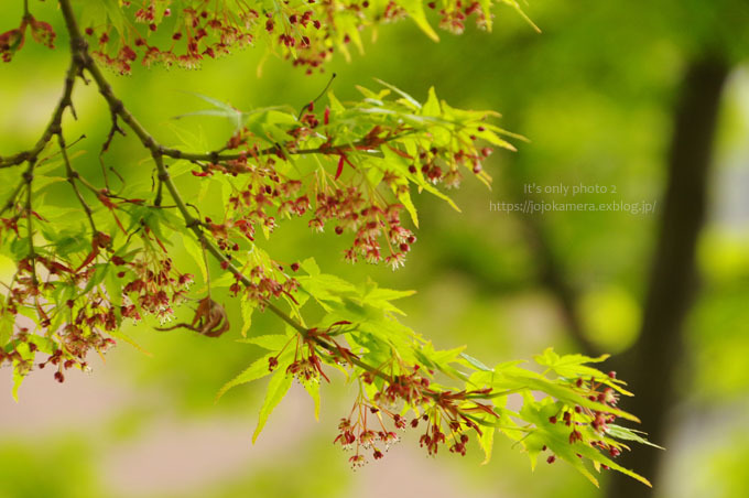 椛の花 It S Only Photo 2 椛の花 It S Only Photo 2