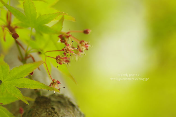 椛の花 It S Only Photo 2 椛の花 It S Only Photo 2