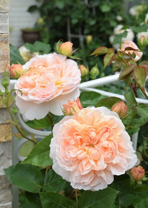 続バラの開花 1番花が散り始め バラとハーブのある暮らし Salon De Roses