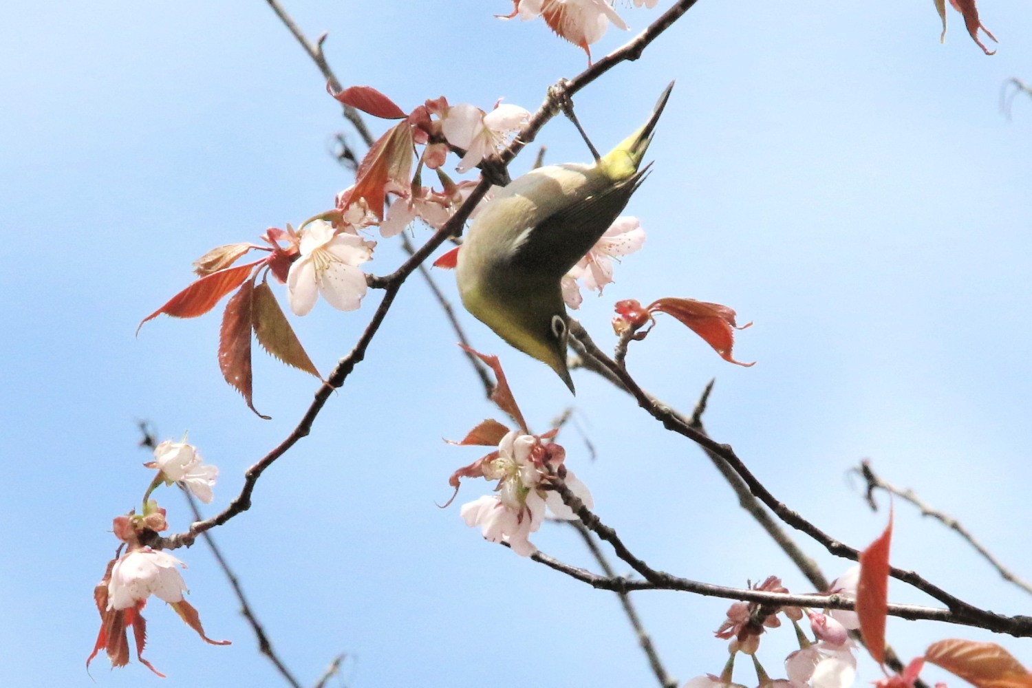 メジロ　/  花見は近間で⑤_c0360399_22210775.jpg