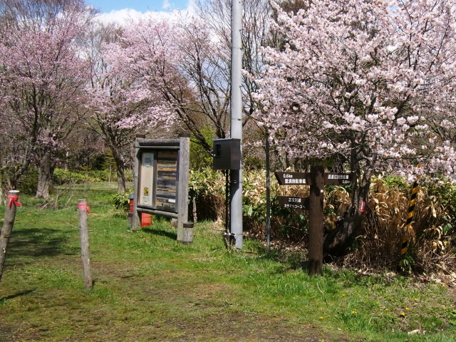 メジロ　/  花見は近間で⑤_c0360399_22384973.jpg