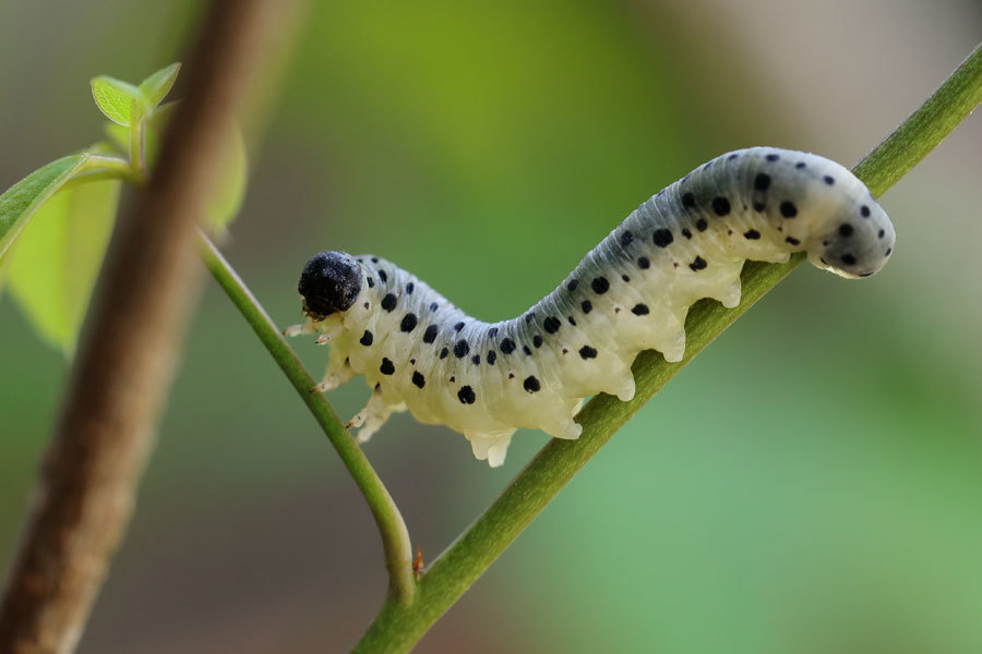 植木鉢のアケビにこんなイモムシがいました : 昆虫ブログ むし