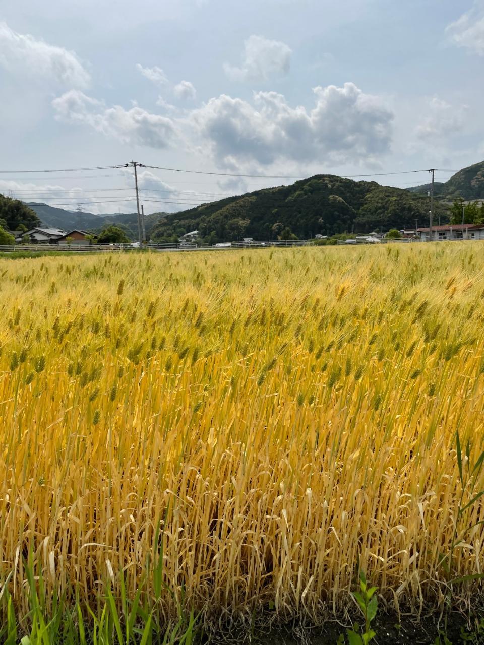 筑紫野の麦秋_a0292310_14564180.jpg