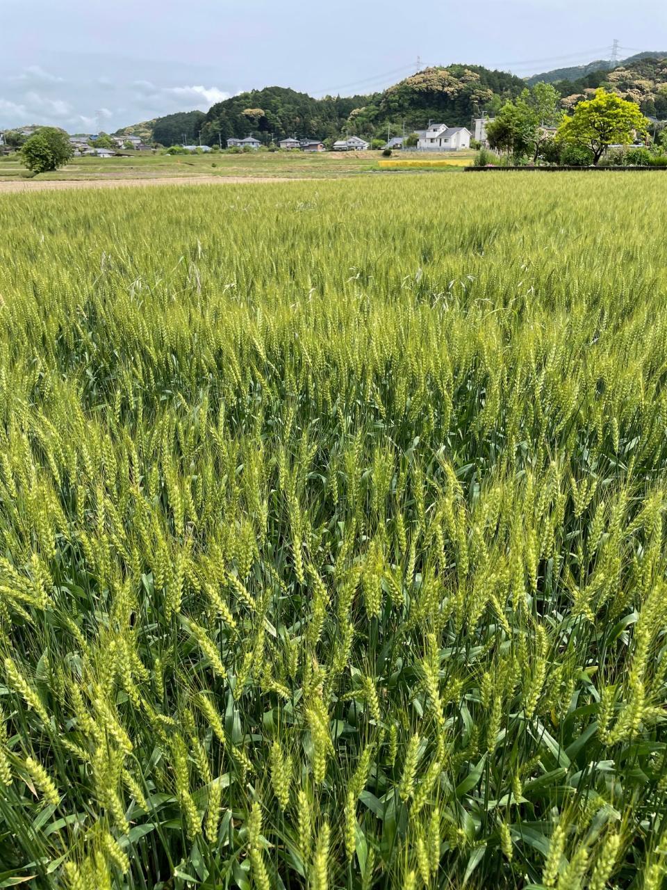 筑紫野の麦秋_a0292310_14584266.jpg