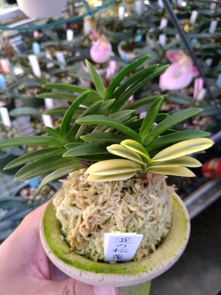 中国春蘭 銘品「光宮」花芽付き 富貴蘭 寒蘭 万年青