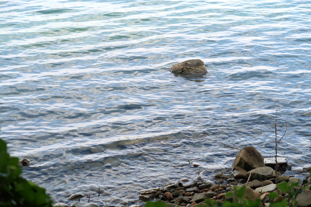 久しぶりの散歩うれしいポルヴェーセ島、トラジメーノ湖_f0234936_06252904.jpg
