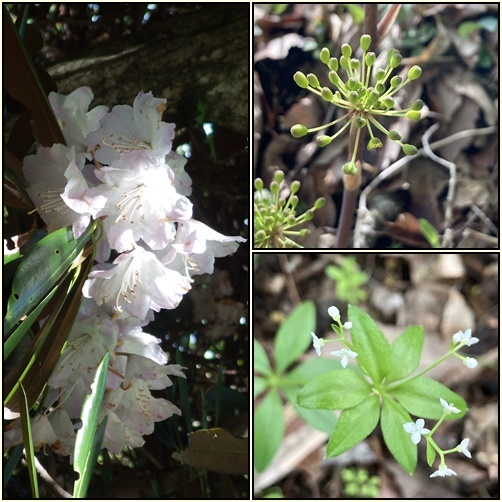 由布山麓お花巡り隊_e0164643_15070001.jpg