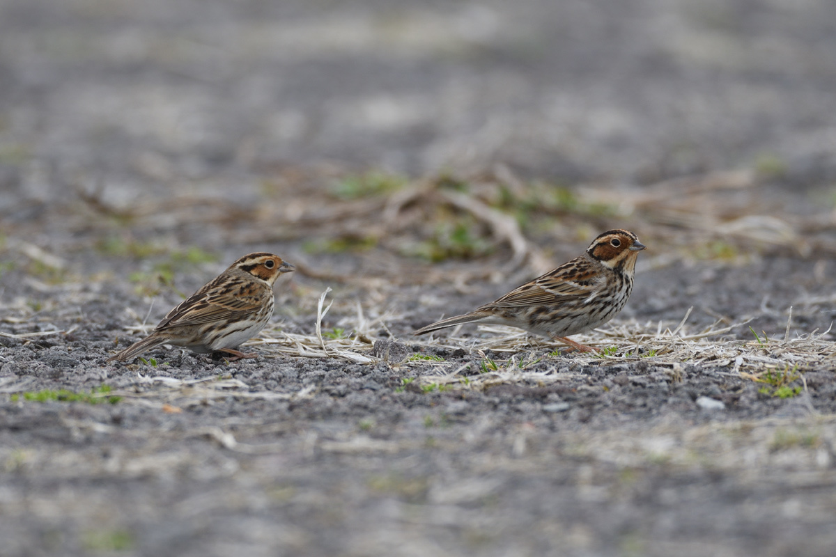 コホオアカが2羽飛来_a0039245_01032088.jpg