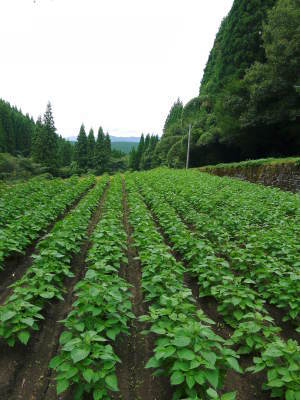 熊本県産!無農薬栽培!『えごま油』『焙煎えごま粒』大好評販売中!数量限定商品のためお急ぎください!_a0254656_17493302.jpg