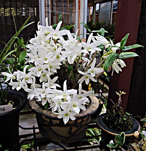 牛若丸なんか？　　　　　　　　　　No.2095_d0103457_10364179.jpg