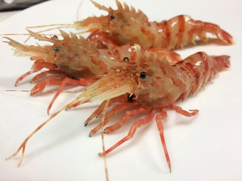 イバラモエビ 棘藻海老 茨藻蝦 イル レオーネ 千林大宮駅近くのシェフソムリエのブログ