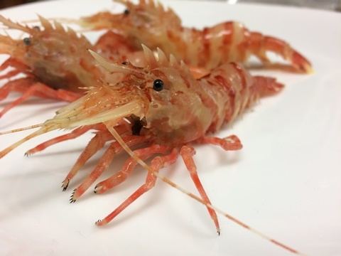イバラモエビ 棘藻海老 茨藻蝦 イル レオーネ 千林大宮駅近くのシェフソムリエのブログ
