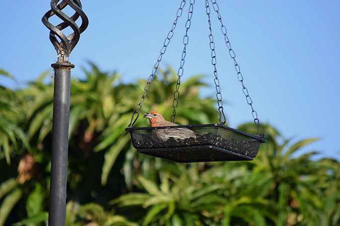 　Ｈouse Finch_b0369375_13212908.jpg