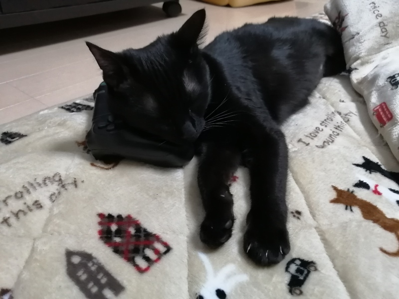 猫は寝てても可愛い 黒猫偽物疑惑 黒猫が横切るブログ 猫は寝てても可愛い 黒猫偽物疑惑 黒猫が横切るブログ