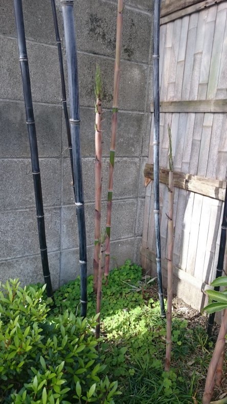 アザレアに 黒竹 くろちく に Tea S Room あっと Japan アザレアに 黒竹 くろちく に Tea S Room あっと Japan