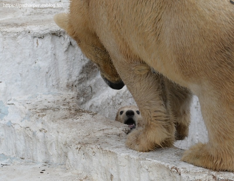 ２０２１年３月　天王寺動物園２　その９_a0052986_07504050.jpg