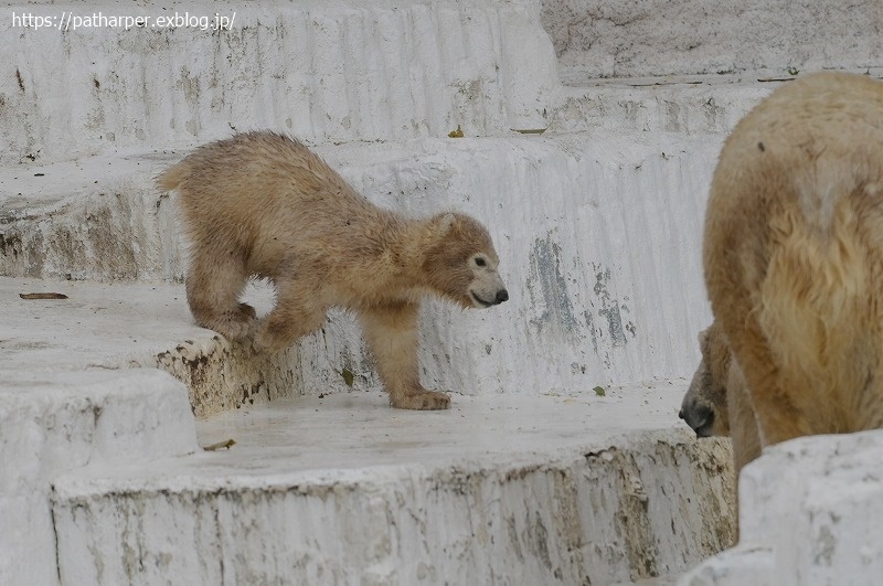 ２０２１年３月　天王寺動物園２　その９_a0052986_07531423.jpg