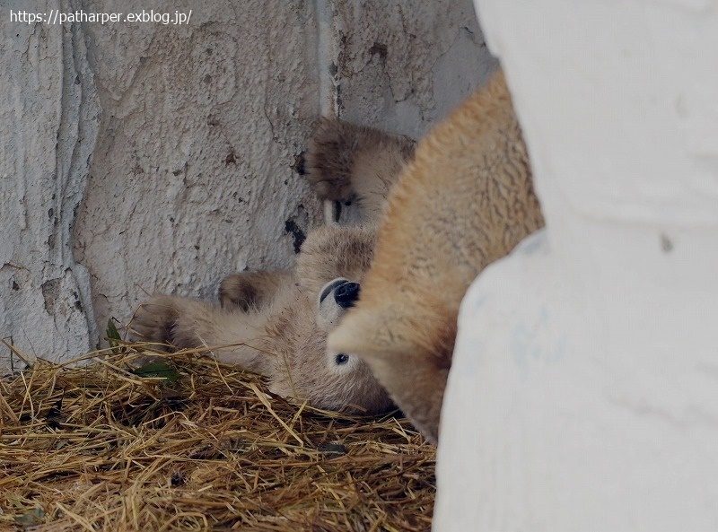 ２０２１年３月　天王寺動物園２　その９_a0052986_07531758.jpg