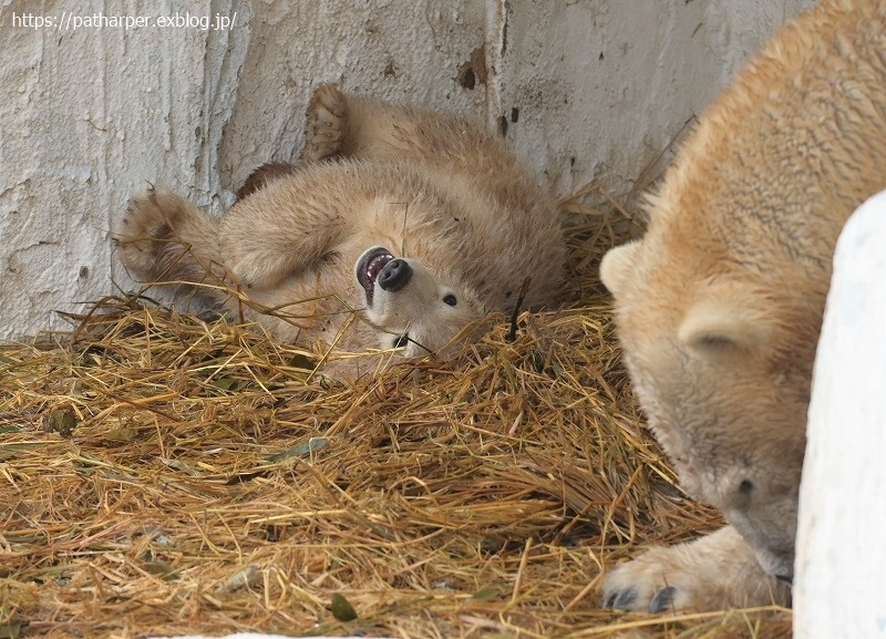 ２０２１年３月　天王寺動物園２　その９_a0052986_07542093.jpg