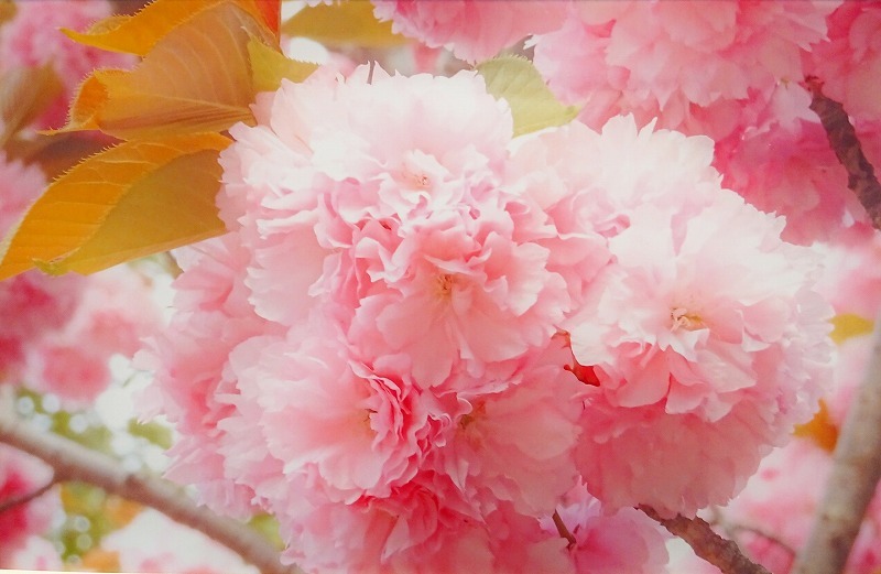 春のお花の写真展_e0190287_14333812.jpg