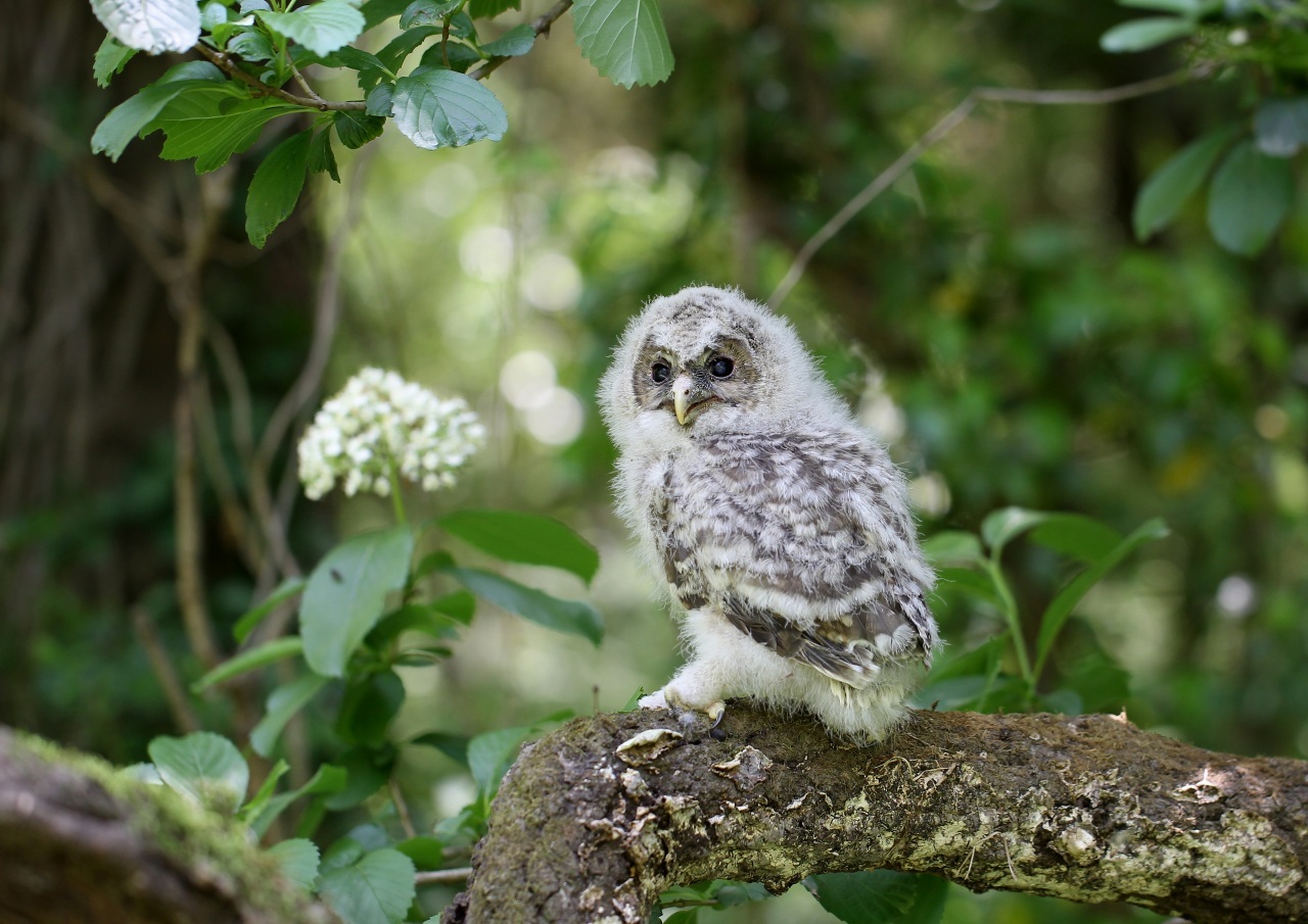 可愛いフクロウの幼鳥ー１ ｔ ｈの野鳥写真