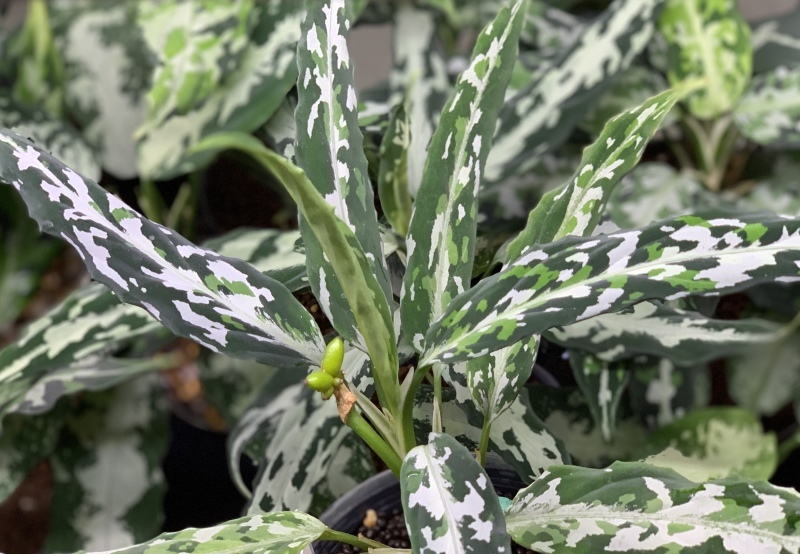 アグラオネマ　LA便 実生　LA1118-06b 妖鳥　aglaonema アグラオネマ LA便 実生 LA1118-06b 妖鳥 aglaonema - メルカリ
