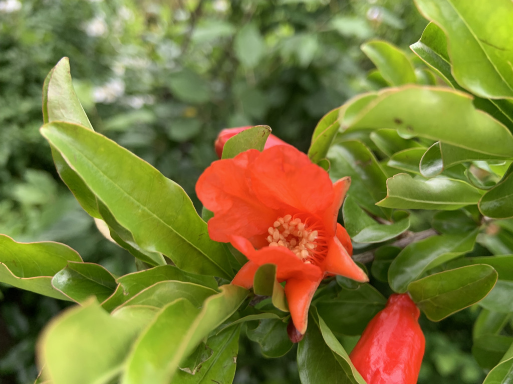 柘榴の花とアケビとその他、、、_b0349795_15181476.jpeg
