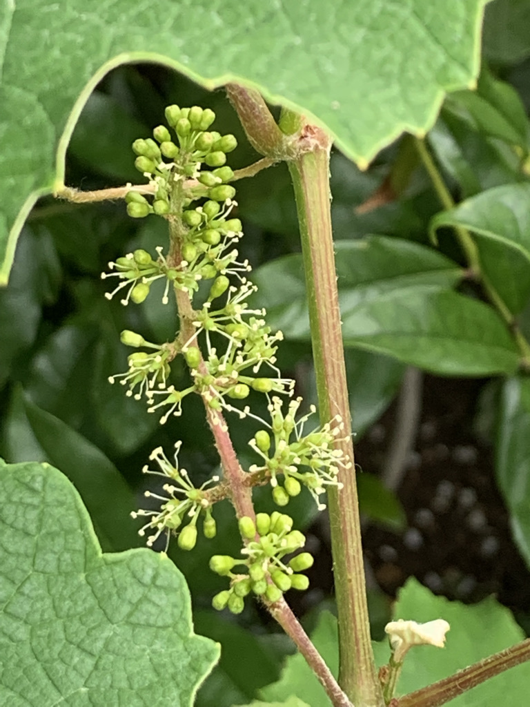 柘榴の花とアケビとその他、、、_b0349795_15181567.jpeg