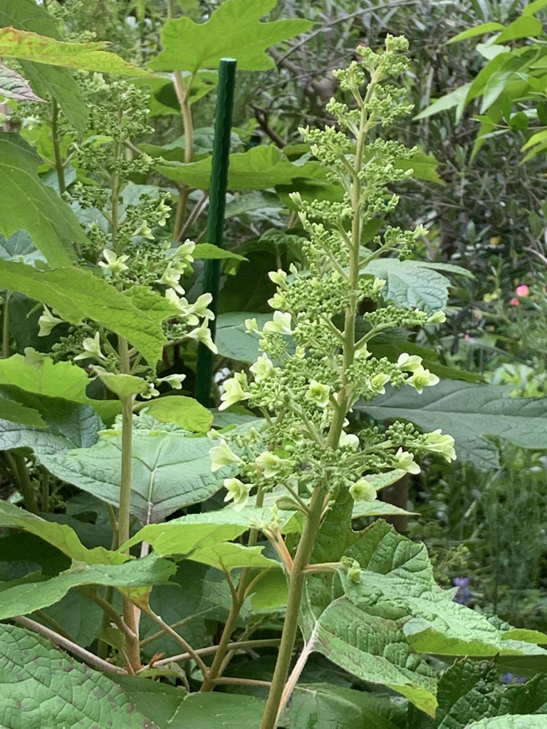 柘榴の花とアケビとその他、、、_b0349795_15181674.jpeg